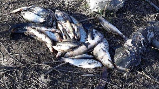 Обвинение и 100 000 лв глоба за фирмата-убиец на рибата